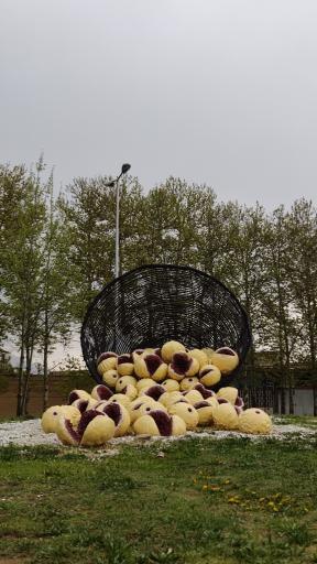 عکس المان انجیر