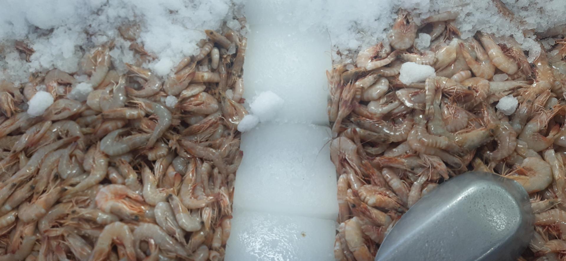 عکس ماهی و میگوی جنوب