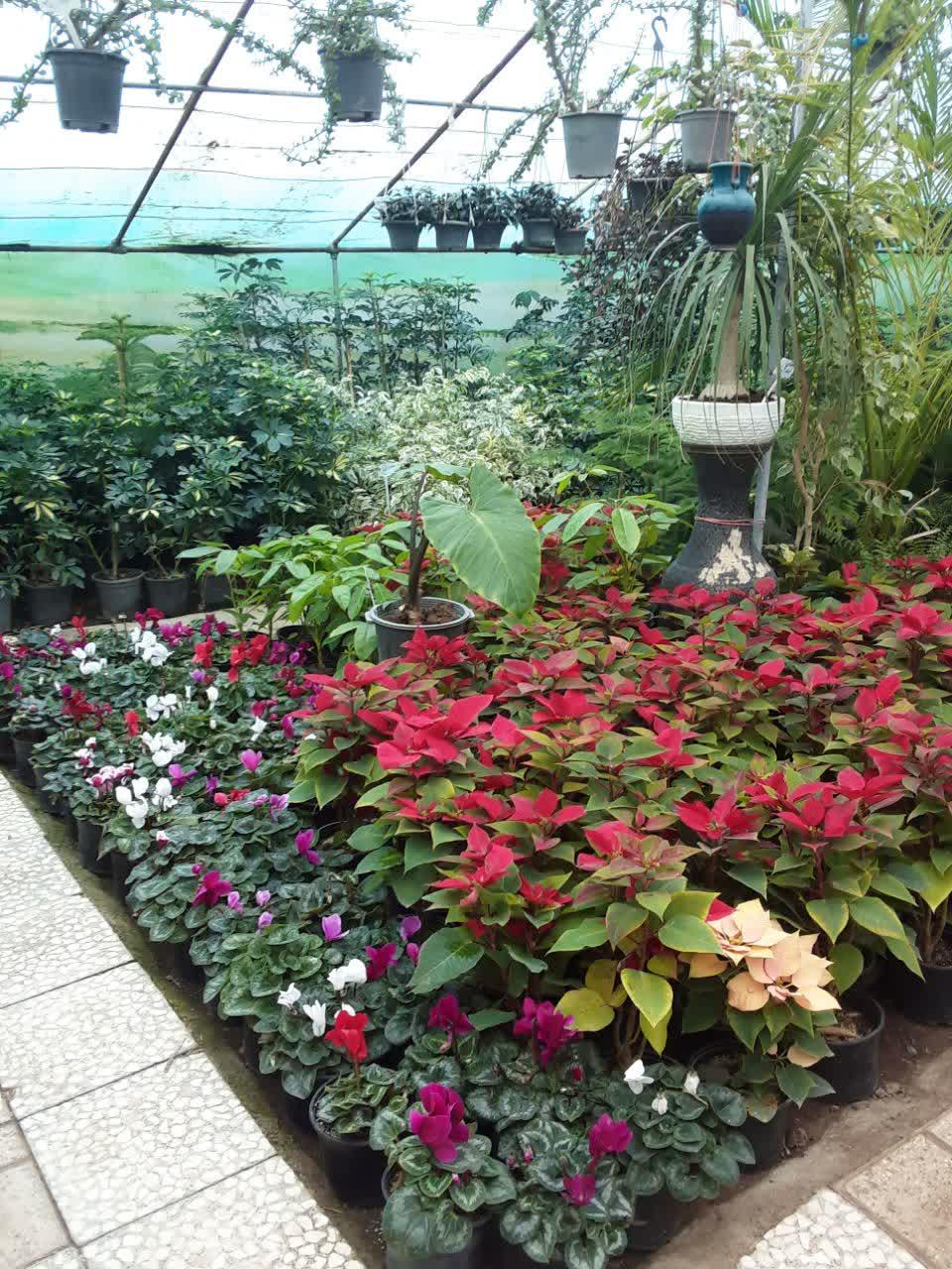 عکس گل و گیاه سادات