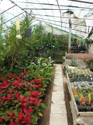 عکس گل و گیاه سادات