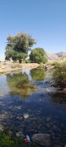 عکس کلوچه