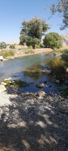 عکس کلوچه