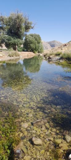 عکس کلوچه