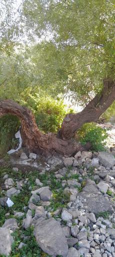عکس کلوچه