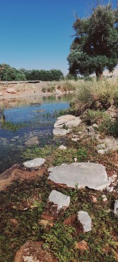 عکس کلوچه