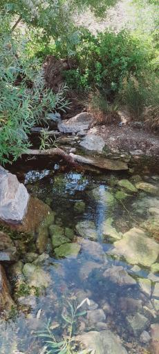 عکس کلوچه