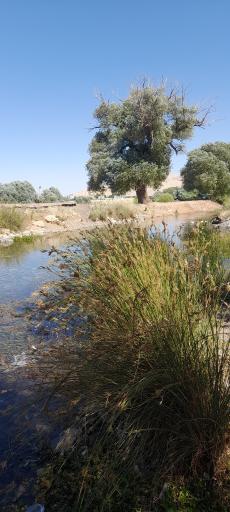 عکس کلوچه