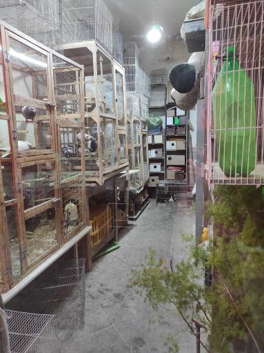 پرنده فروشی