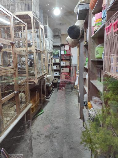 عکس بهشت پرنده