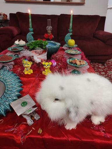 عکس پرورش خرگوش لوپ موسوی