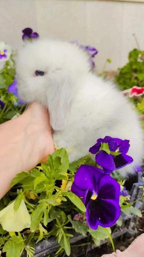 عکس پرورش خرگوش لوپ موسوی