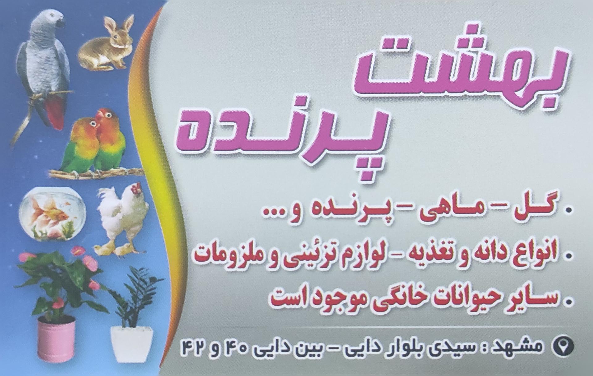 عکس پرنده فروشی