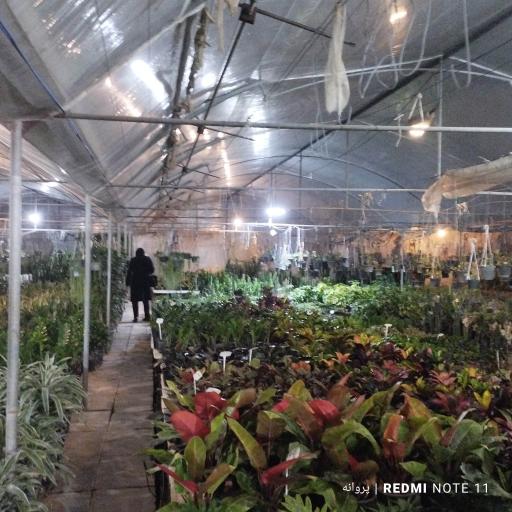 عکس گلخانه مرکزی نازگل