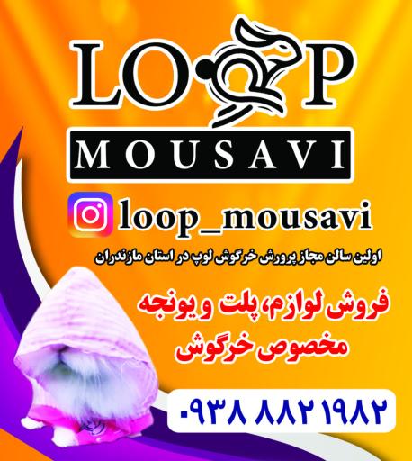 عکس پرورش خرگوش لوپ موسوی
