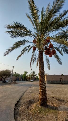 عکس سورگ آباد
