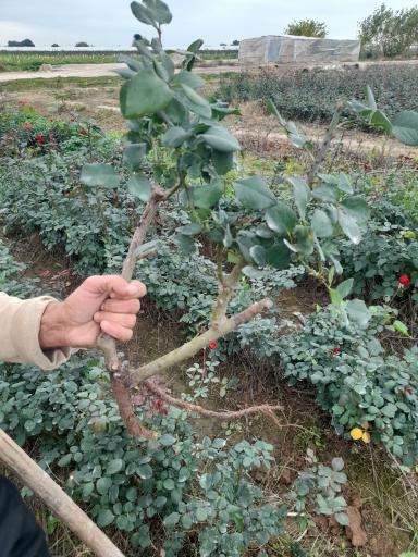 عکس نهالستان مهندس منصور مهدیزاده