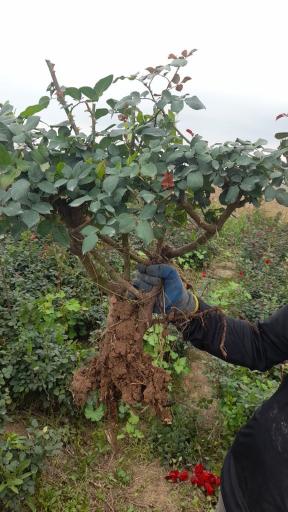 عکس نهالستان مهندس منصور مهدیزاده