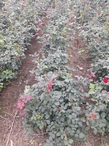 عکس نهالستان مهندس منصور مهدیزاده