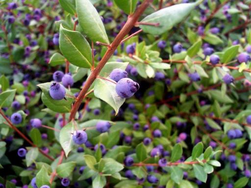 عکس جنگل مورد گیلانغرب