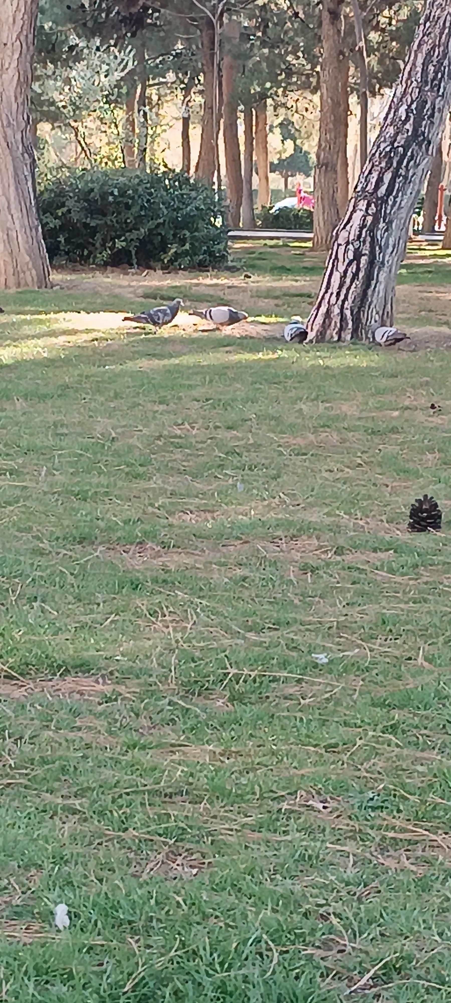 عکس پارک دلگشا