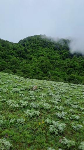 عکس دشت اول الیمستان