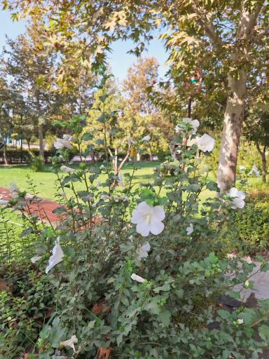 عکس بوستان رازی