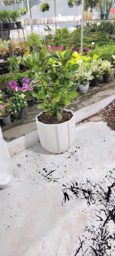 عکس گلخانه کوچه باغ