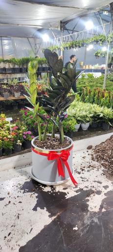 عکس گلخانه کوچه باغ