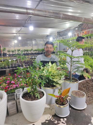 عکس گلخانه کوچه باغ