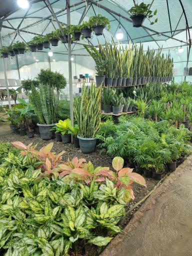 عکس گلخانه کوچه باغ