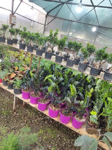 عکس گلخانه کوچه باغ