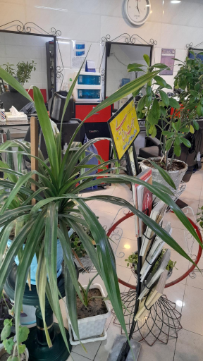 عکس پیرایش حمید