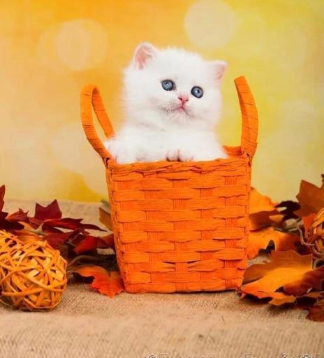 عکس هایپرکت