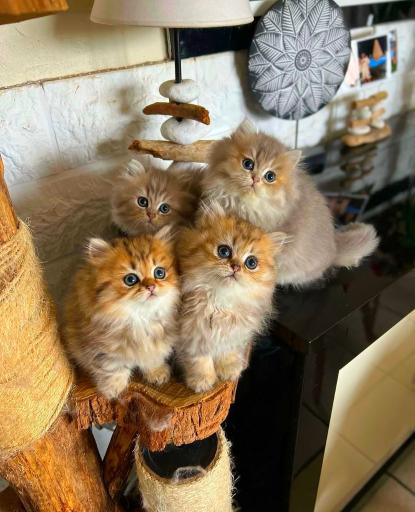 عکس هایپرکت