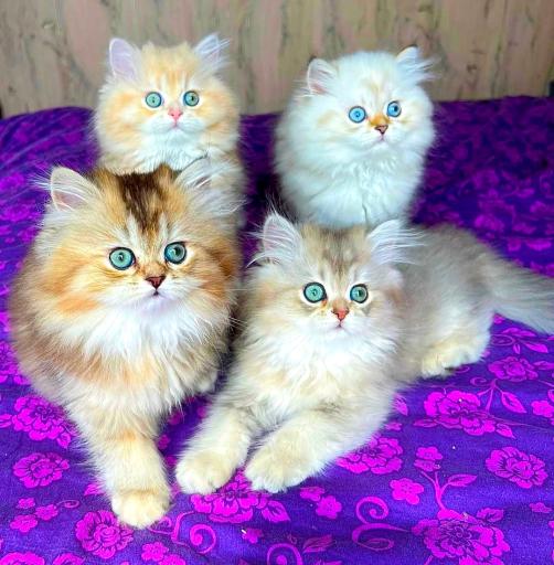 عکس هایپرکت