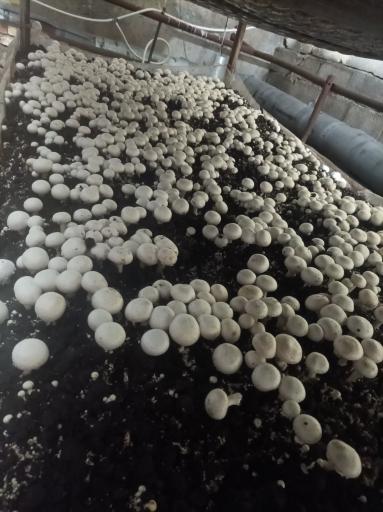 عکس پرورش قارچ ارسباران