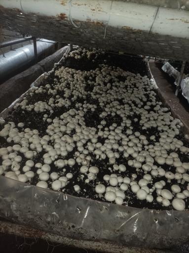 عکس پرورش قارچ ارسباران