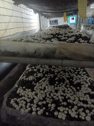 عکس پرورش قارچ ارسباران