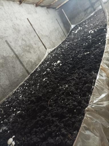 عکس پرورش قارچ ارسباران