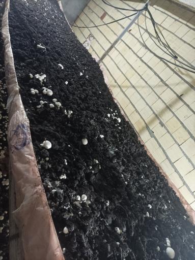 عکس پرورش قارچ ارسباران