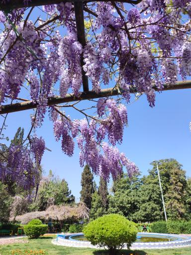 عکس پارک شهر شهرداری گرگان