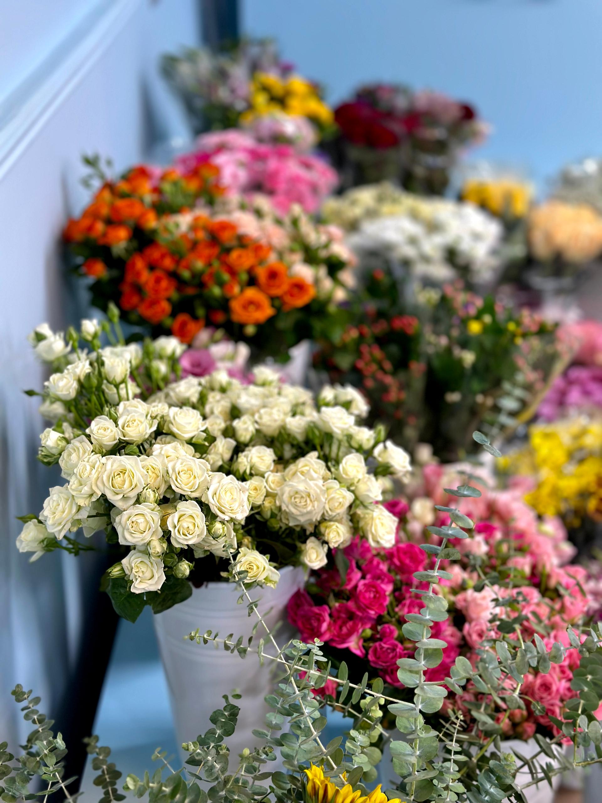 عکس گل زیما