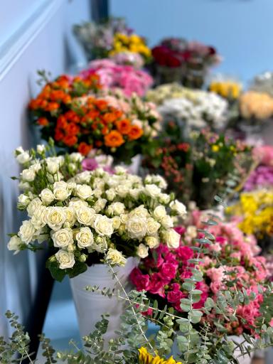 عکس گل زیما