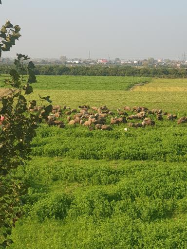 عکس ماهفروجک