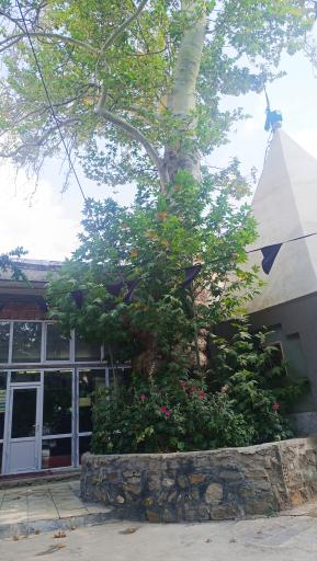 عکس امامزاده حمزه