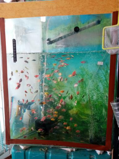 عکس اکواریوم طبیعت 