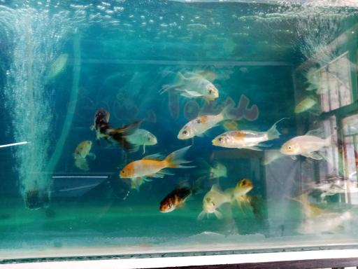 عکس اکواریوم طبیعت 