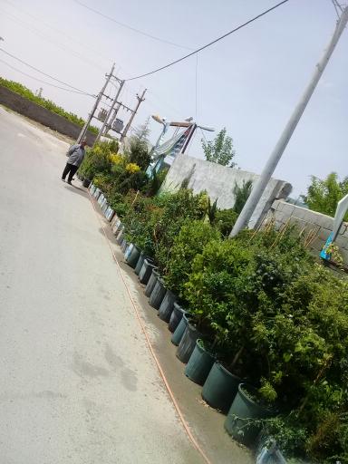 عکس گلخانه ازالیا