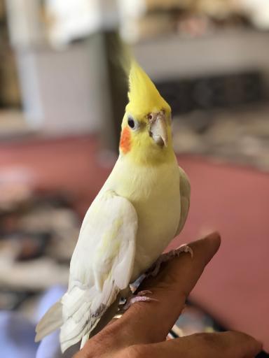 پرنده سرای باغ فدک