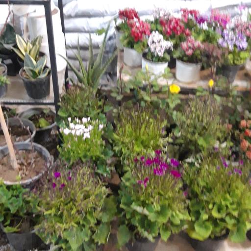 عکس گلستان نوروز